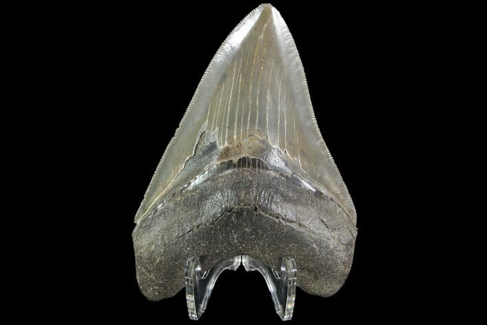 Serrated, Fossil Megalodon Tooth - Georgia #90764